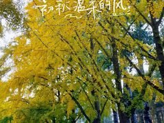 -三里屯东五街银杏大道