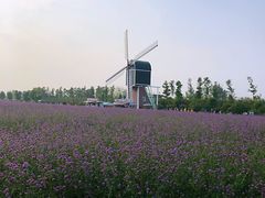 -荷兰花海