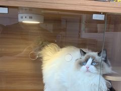 -喵百万·布偶·蓝金金渐层英短·猫舍(百子湾店)