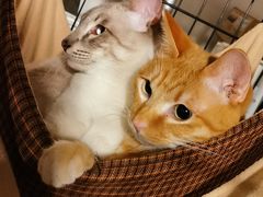-Cappucimeow猫咪咖啡馆(韦伯时代店)