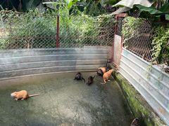 -呀路古热带植物园