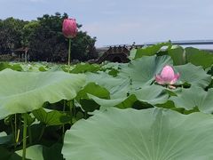 -荷塘月色湿地公园·向阳花洲