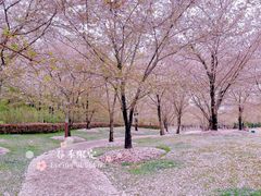 -顾村公园