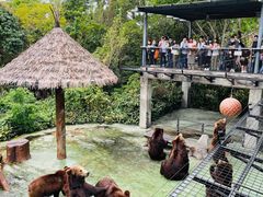 -深圳野生动物园