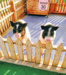 -萌宠亲子动物乐园(槐房万达店)