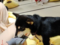 -逗柴咖啡屋·狗咖猫咖宠物桌游