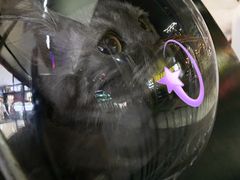 -Goku PET SHOP宠物视觉生活馆(双井店)