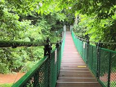 -西双版纳原始森林公园
