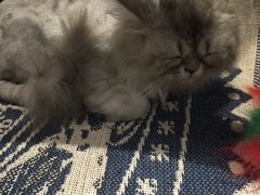 -藦茜花园宠物主题亲子互动体验馆(国顺东路店)