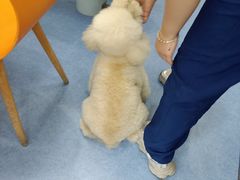 -博特宠物医院24h犬猫全科.骨科·异宠