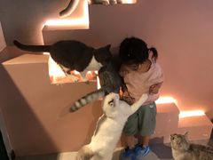 -猫儿山۰猫主题餐厅