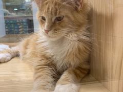 -屋虎猫馆(宝安大仟里店)