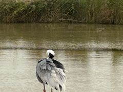 -盐城丹顶鹤湿地生态旅游区