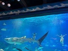 -烟台海昌鲸鲨海洋公园