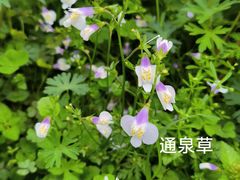 -洋湖国家湿地公园