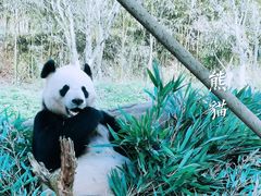 -都江堰中华大熊猫苑