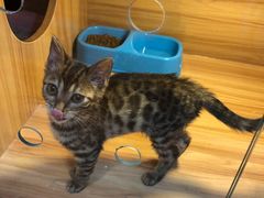 -猫十亿·布偶金渐层·曼基康矮脚猫舍(青年路店)