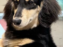 -FAELING PETS美天灵宠物(合生汇店)