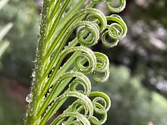 -上海中医药大学附属曙光医院(东部)