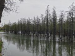 -泗洪洪泽湖湿地景区