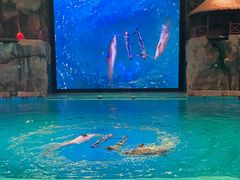 -芜湖新华联大白鲸海洋公园