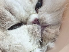 -伟伟宠物医院·CT影像中心·瑞派犬猫综合性门诊(汉口总院)