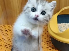 -欣宠猫屋·矮脚拿破仑·蓝金金渐层