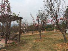 -天适樱花悠乐园