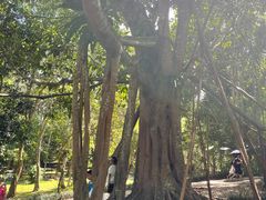 -中国科学院西双版纳热带植物园