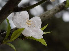 -船政文化景区-罗星塔公园