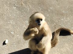 -西霞口神雕山野生动物世界