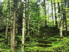 -峡谷浮石林景区