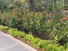 -狮子山郊野公园