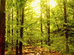 -国家植物园南园