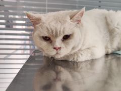 -瑞派福兴宠物医院犬猫全科·骨科·中西医结合(河东店)