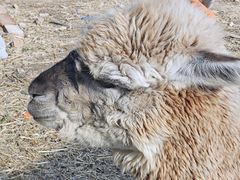 -意大利农场度假村