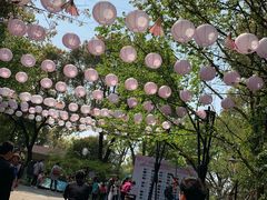 -金鸡湖桃花岛