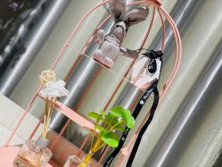 -三只熊皮肤管理中心