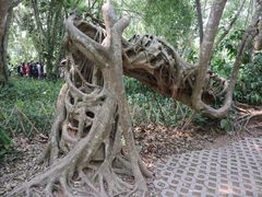 -中国科学院西双版纳热带植物园