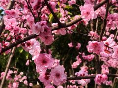 -重庆平顶山公园