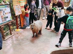 -正佳雨林生态植物园