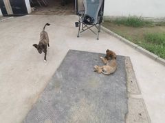 -北京群众马术培训基地