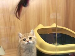 -欣宠猫屋·矮脚拿破仑·蓝金金渐层