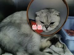 -芭比堂动物医院·24小时·眼科中心(深圳中心)