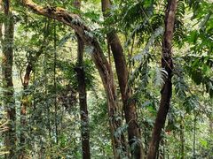 -中国科学院西双版纳热带植物园