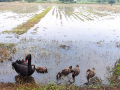 -长兴太湖图影湿地文化园