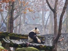 -都江堰中华大熊猫苑