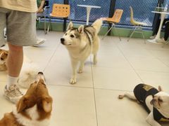-怪兽屋·羊驼·猫咖·狗咖(俊华广场店)