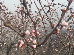 -北京鹫峰国家森林公园