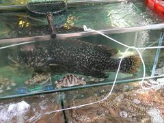 -南丫岛